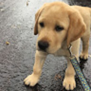 Meet your Posher, Holden